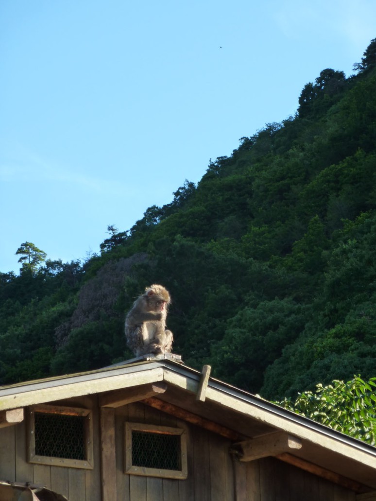 Arashiyama - parco scimmie (0)